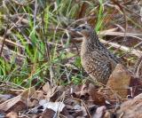 Brown Quail on the Marrakai Track  (photo copyright Peter McKenzie)