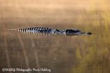 Estuarine Crocodile, Yellow River  (photo copyright Marie Holding)
