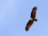 Brahminy Kite at East Point  (photo copyright Oz Horine)