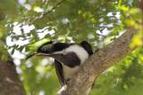 Juvenile Blue-faced Honeyeater  (photo copyright Dave Chilcot)