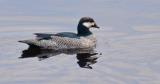 Green Pygmy-goose  (photo copyright Peter McKenzie)