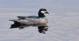 Green Pygmy-goose  (photo copyright Peter McKenzie)