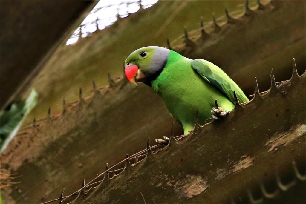 Male Layard's Parakeet in gardens at Kitulgala Rest House  (photo copyright Dr Kishan Pandithage)