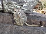 Wilkins Rock Wallaby  (photo copyright Mike Jarvis)