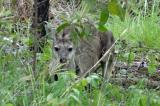 Female Black Wallaroo at Burrunggui  (photo copyright Mike Jarvis)