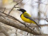 Mangrove Golden Whistler - Ad River Bridge  (photo copyright Laurie Ross)