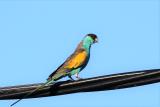 177. Hooded Parrot Psephotus dissimilis - uncommon, localised in Pine Creek and Katherine areas, open and riverine woodland  (photo copyright Rob Gully)