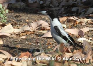 Silver-backed Butcherbird near Pine Creek  (photo copyright Alan Kydd)