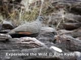 Chestnut-quilled Rock Pigeon at Ubirr. This very restricted species is only found in the Arnhem Land escarpment habitat  (photo copyright Alan Kydd)