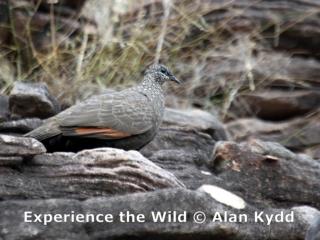 Chestnut-quilled Rock Pigeon at Ubirr. This very restricted species is only found in the Arnhem Land escarpment habitat  (photo copyright Alan Kydd)