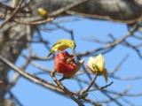 Canary White-eye on Bombax flower at South Alligator River boat ramp  (photo copyright Mike Jarvis)