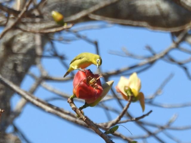 Canary White-eye on Bombax flower at South Alligator River boat ramp  (photo copyright Mike Jarvis)