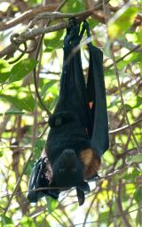 Black Flying Fox at Manngarre, Ubirr  (photo copyright Frank Taylor)