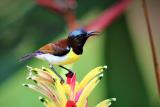 Purple-rumped Sunbird, common throughout most of Sri Lanka  (photo copyright Dr Kishan Pandithage)