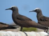 Brown Noddys at Ashmore Reef  (photo copyright Mike Jarvis)