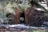 181. Great Bowerbird Ptilonorhynchus nuchalis - common and widespread resident, woodland escarpment, mangrove and monsoon forest edges, wetlands, parks and suburbs  (photo copyright Rob Gully)