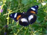 Female Varied Eggfly  (photo copyright Mike Jarvis)