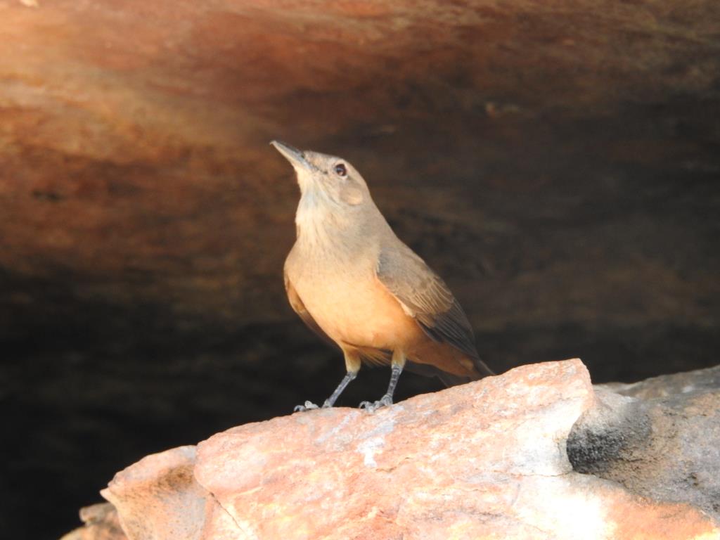 Sandstone Shrike-thrush near its nest at Ubirr rock art site  (photo copyright Mike Jarvis)