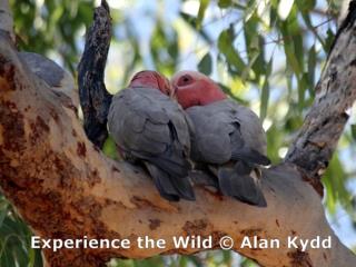 Galahs pair bonding  (photo copyright Alan Kydd)