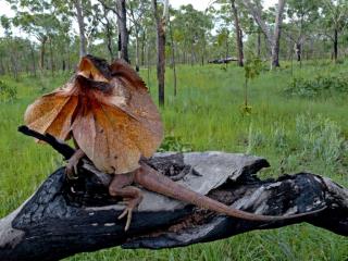 Frilled Lizard  (photo copyright Ian Morris)