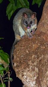 Brushtail Possum  (photo copyright Ian Morris)