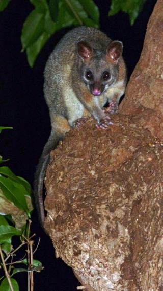 Brushtail Possum  (photo copyright Ian Morris)