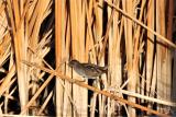 62. Baillon's Crake Porzana pusilla - uncommon and irregular visitor to coastal and near coastal areas, wetlands. Seen at Lake Kununurra in August 2017  (photo copyright Rob Gully)