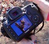 Gouldians caught on camera  (photo copyright Mike Jarvis)