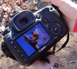 Gouldians caught on camera  (photo copyright Mike Jarvis)