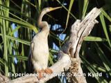 Female Australasian Darter on Yellow Water  (photo copyright Alan Kydd)