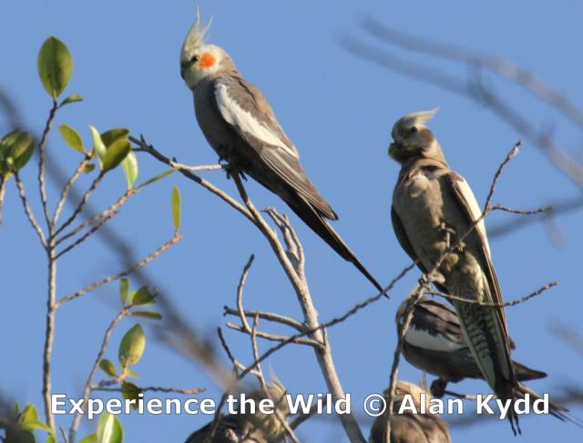 Cockatiels at Pine Creek  (photo copyright Alan Kydd)