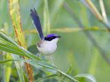 Purple-crowned Fairywren - Vic River  (photo copyright Laurie Ross)