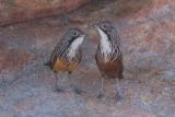 White-throated Grasswren, Arnhem Land Escarpment Endemic  (photo copyright Mick Jerram)