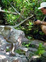 Olive Python and Ian Morris wild encounter  (photo copyright Ian Morris)