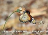 Lesser Wanderer butterfly  (photo copyright Alan Kydd)