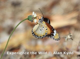 Lesser Wanderer butterfly  (photo copyright Alan Kydd)