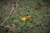 197. Yellow Chat - rare and localised resident and nomadic visitor, wetland edges, locally common on 'Yellow Chat Island', Lake Argyle  (photo copyright Rob Gully)