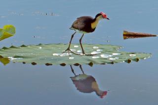 Comb-crested Jacana  (photo copyright Ian Morris)