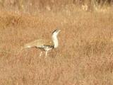 Australian Bustard on the Gorge Road near Katherine  (photo copyright Mike Jarvis)