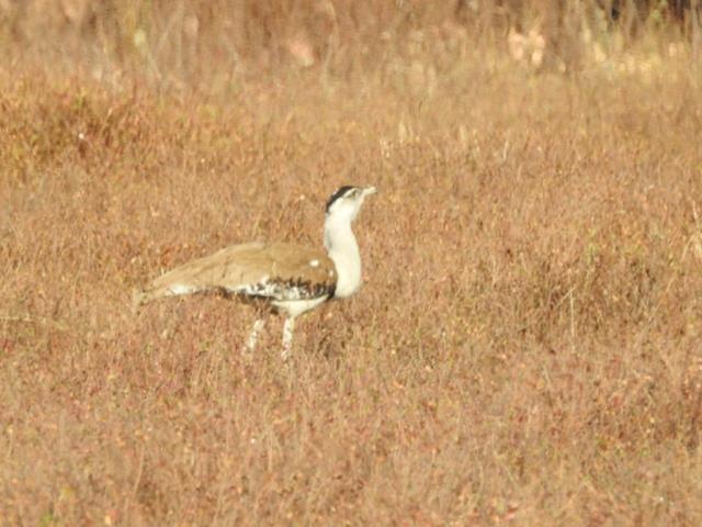 Australian Bustard on the Gorge Road near Katherine  (photo copyright Mike Jarvis)