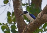 Forest Kingfisher at Fogg Dam  (photo copyright Mike Jarvis)