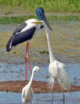 Eastern Great Egret Ardea modesta - common and widespread, estuaries, harbours and wetlands. With Black-necked Stork and Little Egret  (photo copyright Ian Morris)