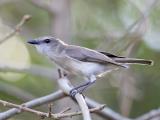 Grey Whistler  (photo copyright Laurie Ross)