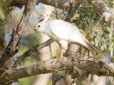 Grey Goshawk (white morph) - Mary River  (photo copyright Laurie Ross)