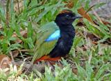 Eric the Pitta in a relaxed mode  (photo copyright Ian Morris)