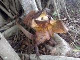 We had this Frilled Lizard in care for a few days after the vet trimmed dead necrotic flesh from his frill  (photo copyright Mike Jarvis)