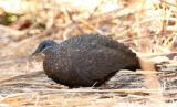 Chestnut-quilled Rock Pigeon at Ubirr  (photo copyright Frank Taylor)