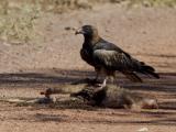 Black-breasted Buzzard - Hardies Lagoon  (photo copyright Laurie Ross)