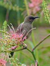 Dusky Myzomela  (photo copyright Ian Morris)