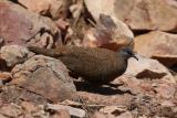 125. White-quilled Rock-Pigeon Petrophassa albipennis - uncommon and localised south-west escarpment areas. Breeds March to November.  (photo copyright Rob Gully)